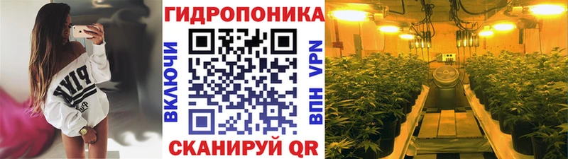 Конопля сатива  Фёдоровский 